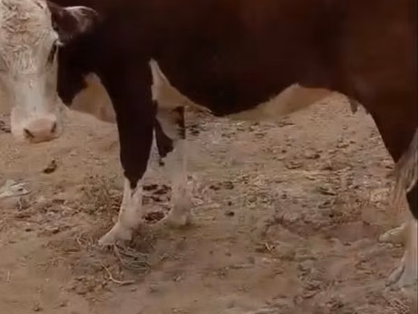 Cow, Latvian Blue cattle — Kazakhstan