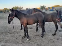 ม้าตัวผู้, Friesian — รูปภาพ 5
