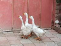 Geese — ፎቶ 4