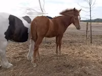Kuda betina, Horses — foto 1