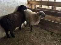 የጎትት አውራ በግ, Sheep — ፎቶ 7