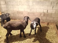Goat, Goats — photo 3