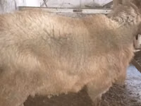 የጎትት አውራ በግ, Sheep — ፎቶ 2