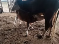 பசு, Simmental cattle — புகைப்படம் 5