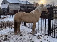 اسب نر, Mugalzhar horse — عکس 3
