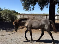 암말, Rocky Mountain Horse — 사진 7