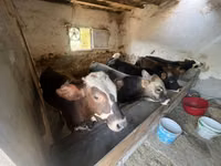 Boğa, Charolais cattle — foto 8