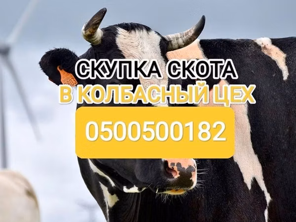 Bull, Holstein breed — Kyrgyzstan