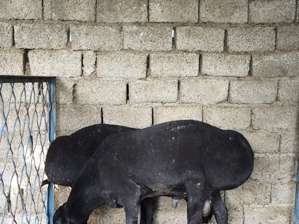 Ram, Sheep — Uzbekistan
