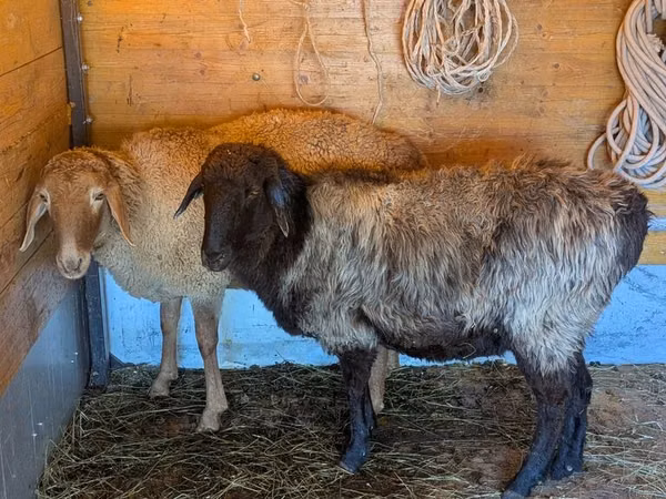公羊, Sheep
