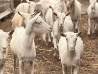 Goat, Saanen goat — photo 5