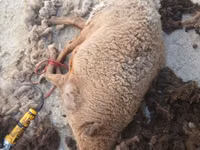 Sheep (batch, sex not specified), Sheep — photo 1