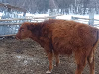 सांड, Simmental cattle — फ़ोटो 4