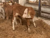 Bou, Simmental cattle — foto 4