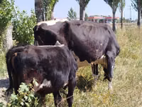 Bull, Swiss cattle — photo 2