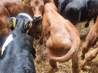 公牛, Limousin cow — 照片 4