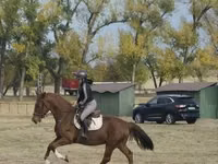 घोड़ी, Hungarian horse breed — फ़ोटो 4