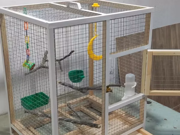 Papuqay,dovşan,hamster,şinşila,bildirçin,cücə,xamyak,pişik,quş,tısbağa