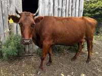 Cow, Cattle — photo 5