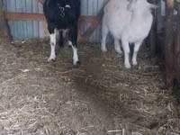 Goat, Goats — photo 4