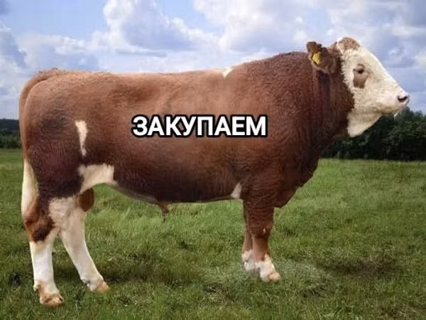 सांड, Simmental cattle — कज़ाखस्तान