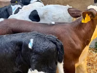 گاو و گوساله (گروه، جنسیت مشخص نشده), Simmental cattle — عکس 4