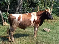 公牛, Cattle — 照片 1