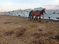 Mare, Horses — photo 3