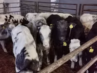 Bou, Russian Black pied cattle — foto 2