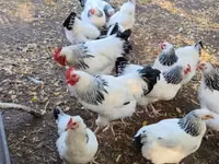 ساسکس — عکس 7