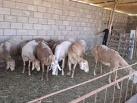 قوچ, Hissar sheep — عکس 1