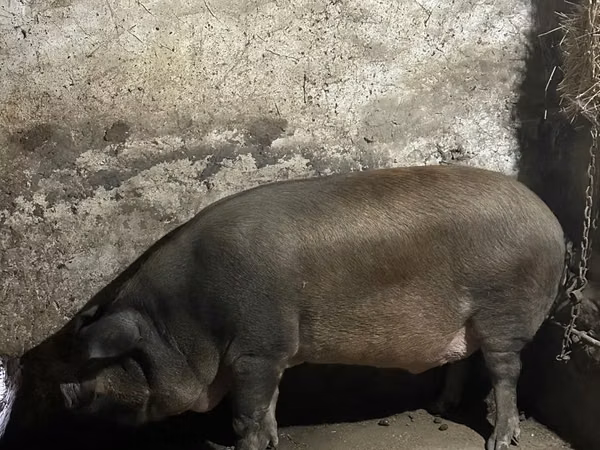 Boar, Pigs