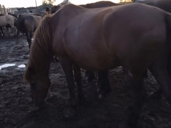 Kuda betina, Horses — Kazakhstan