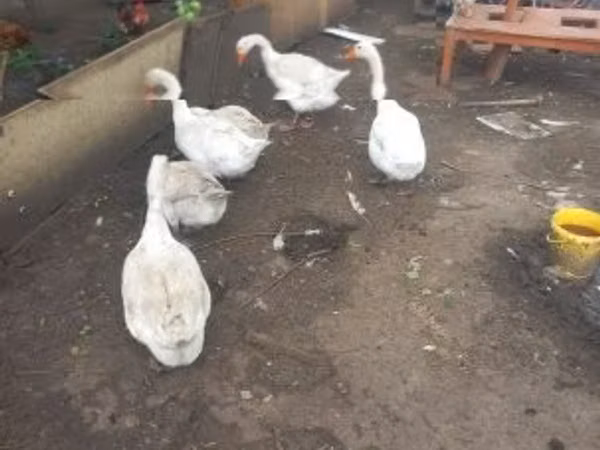 Geese