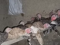 Turkeys — ছবি 4