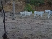 Bull, Charolais cattle — photo 6