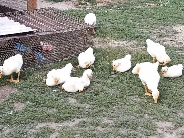 Geese — কিরগিজিস্তান