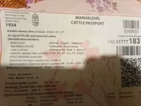 Krowa, Simmental cattle — zdjęcie 4