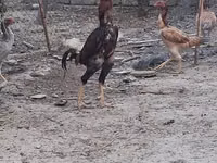 Chickens — عکس 6