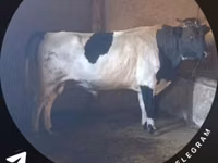 सांड, मवेशी — फ़ोटो 1