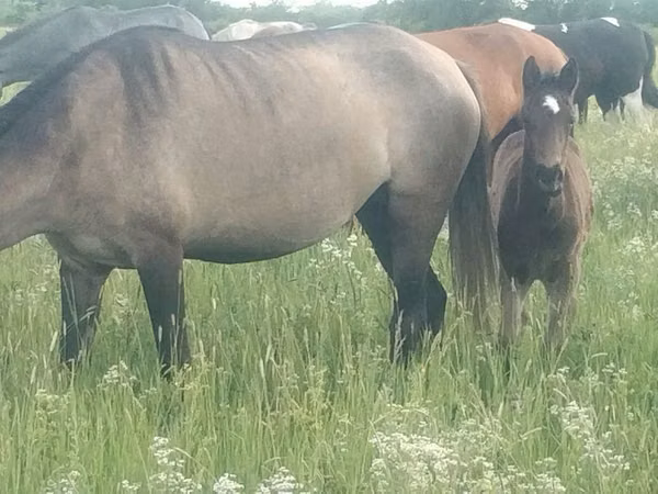 Mare, Kazakh horse