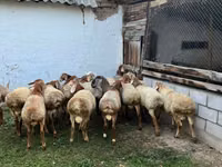 قوچ, Rhon sheep — عکس 5