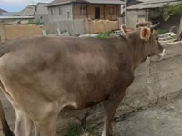Krava, Swiss cattle — fotografija 2