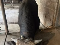 Banteng, Cattle — foto 3