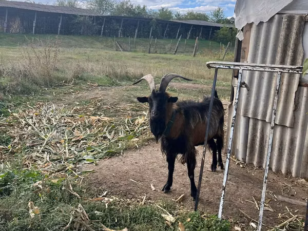 Kozel, Alpine goat