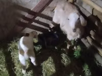 Goat, Alpine goat — photo 7