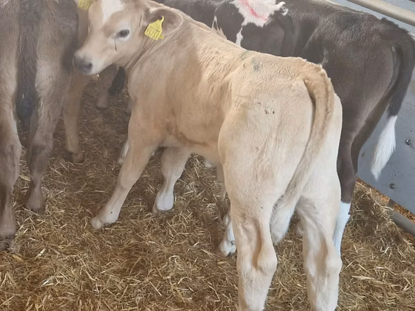 Bovins (lot, sexe non indiqué), Simmental cattle
