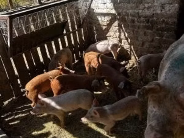 Sow, Pigs — Hungary