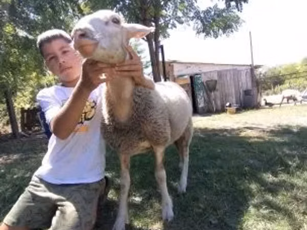 Koyun, Lacaune sheep