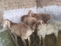 Vædder, Rhon sheep — foto 8